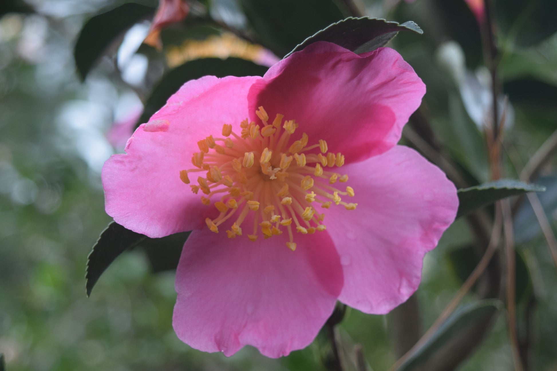 Camellia sasanqua 'Benizakura' at Camellia Forest Nursery