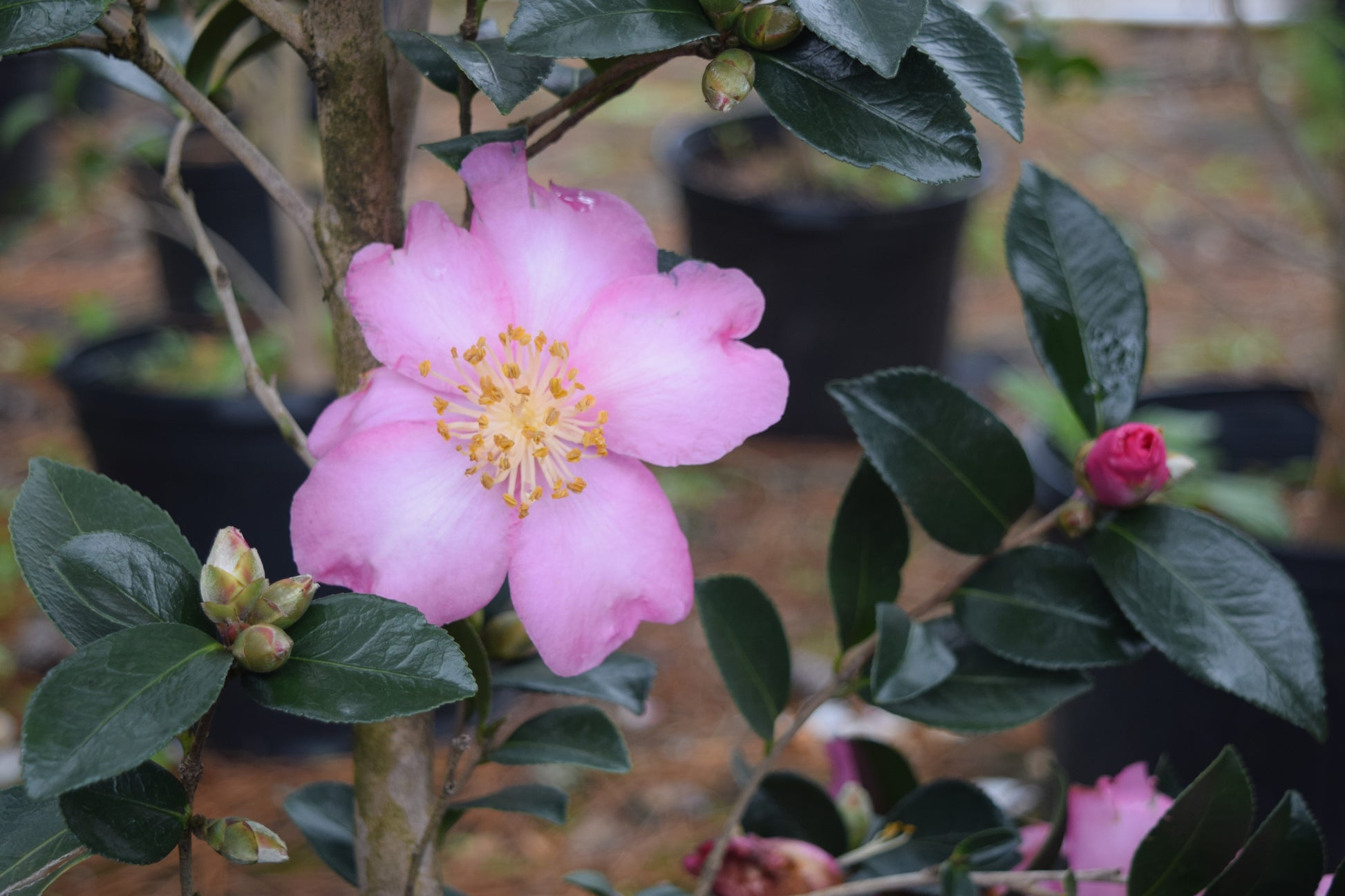 Camellia sasanqua 'Benizakura' at Camellia Forest Nursery