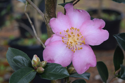 Camellia sasanqua 'Benizakura' at Camellia Forest Nursery