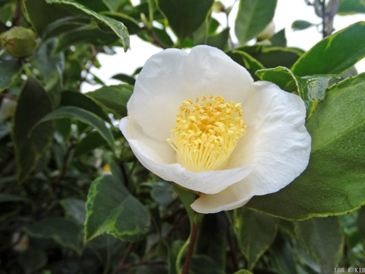 Camellia japonica 'Benten-shiratama'