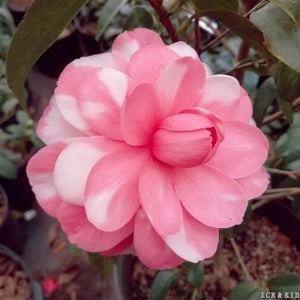 Camellia japonica 'Bill Howell'