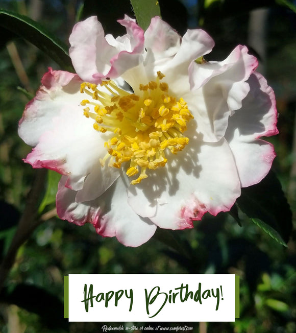 Camellia Forest quot Happy Birthday quot Gift Certificate
