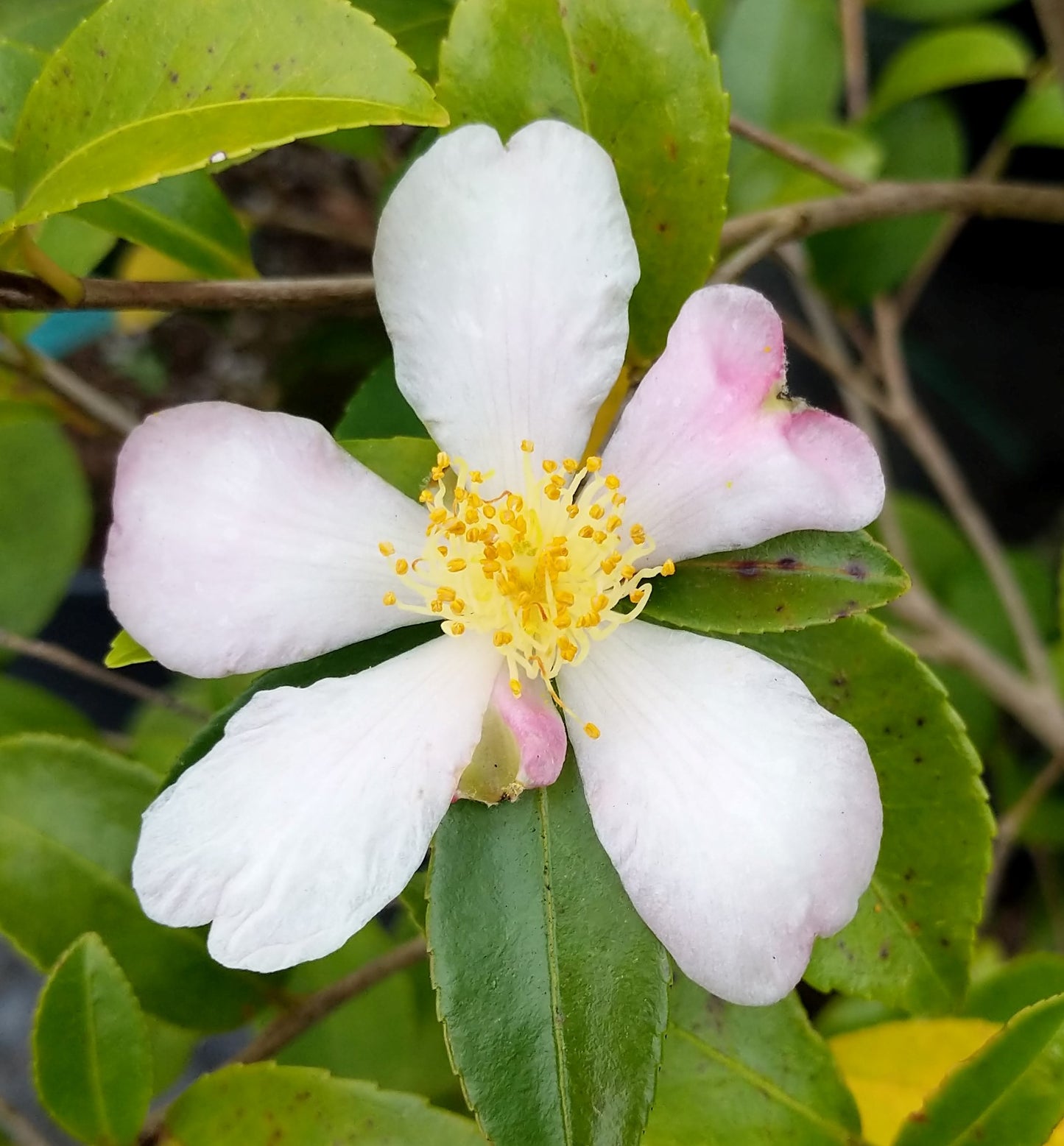 Camellia brevistyla