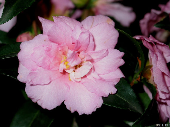 Camellia sasanqua 'Brooksie Anderson'