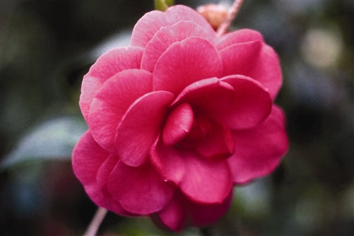 Camellia japonica 'April Blues' at Camellia Forest Nursery