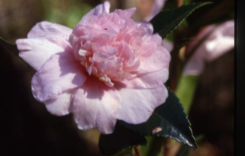 Camellia x 'Ashton's Prelude' at Camellia Forest Nursery