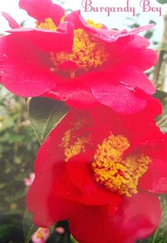 Camellia japonica 'Burgundy Boy' at Camellia Forest Nursery