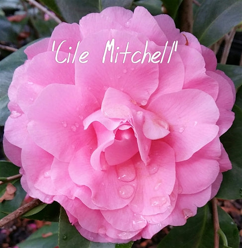 Camellia x 'Cile Mitchell'