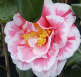 Camellia japonica 'Herme' at Camellia Forest Nursery