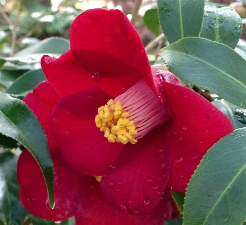 Camellia japonica &lsquo;Adeyaka&rsquo; at Camellia Forest Nursery