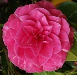 Camellia japonica &lsquo;Admiral Nimitz&rsquo; at Camellia Forest Nursery