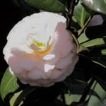 Camellia japonica ssp rusticana &lsquo;Ai-no-izumi&rsquo; at Camellia Forest Nursery