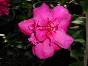 Camellia sasanqua 'Alabama Beauty' at Camellia Forest Nursery