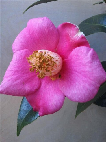 Camellia japonica 'Autumn Lantern' at Camellia Forest Nursery