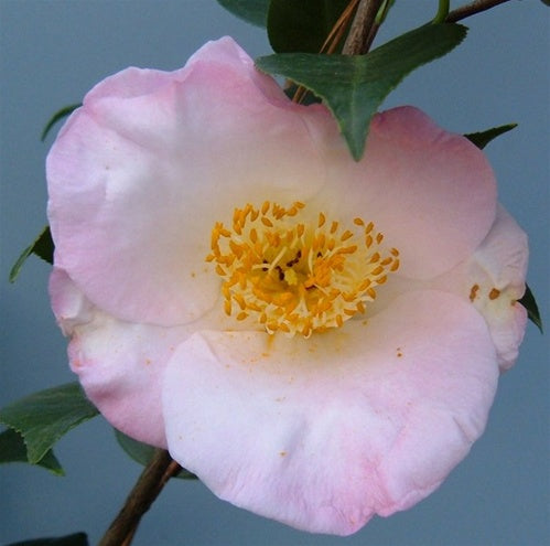 Camellia japonica 'Autumn Mist' at Camellia Forest Nursery