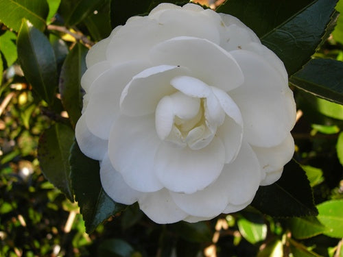 Camellia sasanqua 'Autumn Moon' at Camellia Forest Nursery