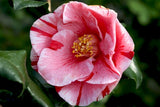 Camellia japonica 'Anita' at Camellia Forest Nursery