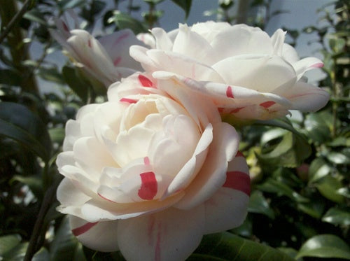 Camellia japonica 'April Dawn' at Camellia Forest Nursery