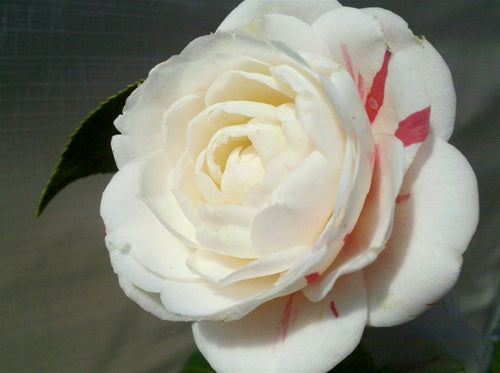 Camellia japonica 'April Dawn' at Camellia Forest Nursery