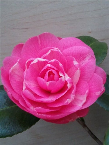 Camellia japonica 'April Kiss' at Camellia Forest Nursery