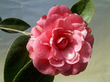 Camellia japonica 'April Kiss' at Camellia Forest Nursery
