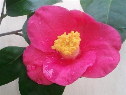 Camellia japonica 'April Melody' at Camellia Forest Nursery