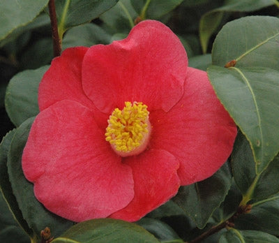 Camellia japonica 'April Melody' at Camellia Forest Nursery