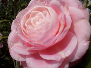 Camellia japonica 'April Pink' at Camellia Forest Nursery