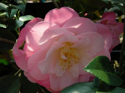 Camellia japonica 'April Remembered' at Camellia Forest Nursery