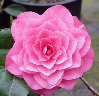 Camellia japonica 'April Rose