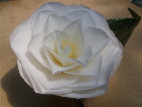 Camellia japonica 'April Snow' at Camellia Forest Nursery