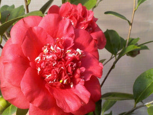 Camellia japonica 'April Tryst' at Camellia Forest Nursery