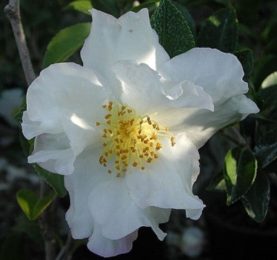 Camellia sasanqua 'Autumn Rocket' at Camellia Forest Nursery