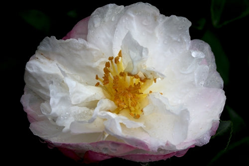 Camellia sasanqua 'Asakura' at Camellia Forest Nursery