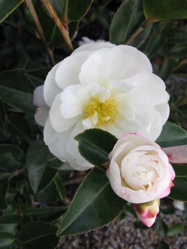 Camellia sasanqua 'Asakura' at Camellia Forest Nursery