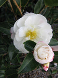 Camellia sasanqua 'Asakura' at Camellia Forest Nursery