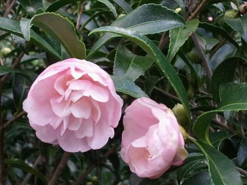 Camellia sasanqua 'Autumn Sentinel' at Camellia Forest Nursery