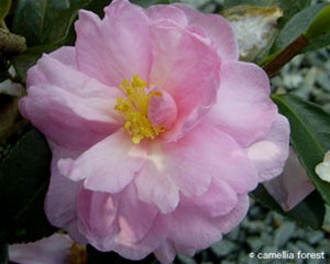 Camellia x 'Ashton's Ballet' at Camellia Forest Nursery