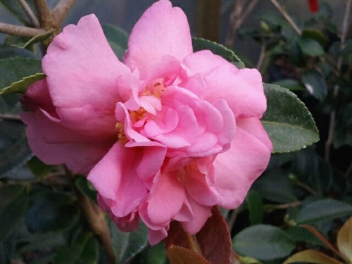 Camellia x 'Ashton's Cameo' at Camellia Forest Nursery