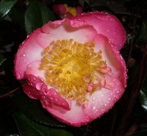 Camellia sasanqua 'Autumn Sunrise' at Camellia Forest Nursery