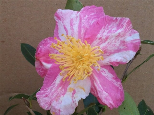 Camellia x 'Autumn Carnival' at Camellia Forest Nursery