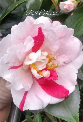 Camellia japonica 'Bill Edwards' at Camellia Forest Nursery