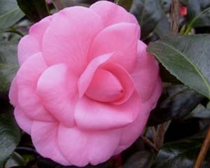 Camellia japonica 'Betty Sette' at Camellia Forest Nursery