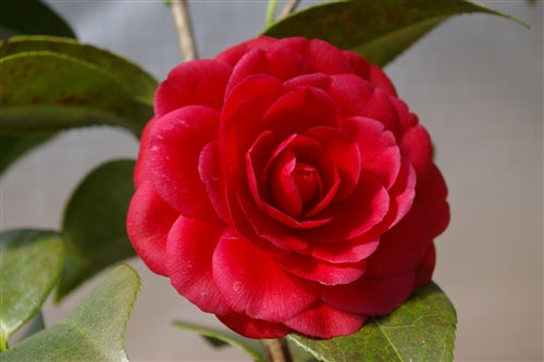 Camellia japonica 'Black Tie' at Camellia Forest Nursery