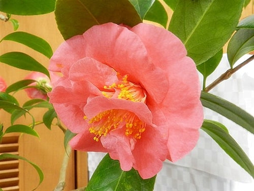 Camellia japonica 'Bessie McArthur' at Camellia Forest Nursery