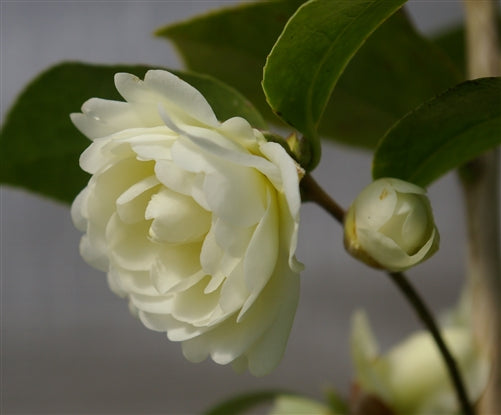 Camellia x 'Buttermint'