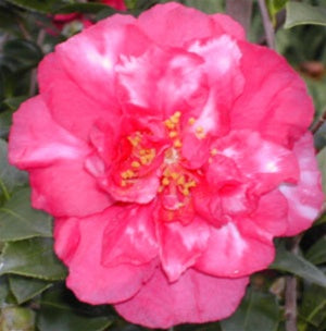 Camellia sasanqua 'Bonanza Var.' at Camellia Forest Nursery