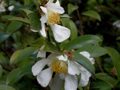 Camellia brevistyla at Camellia Forest Nursery