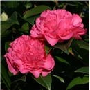 Camellia x williamsii 'Carnation'