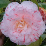 Camellia japonica 'Carter's Sunburst' at Camellia Forest Nursery